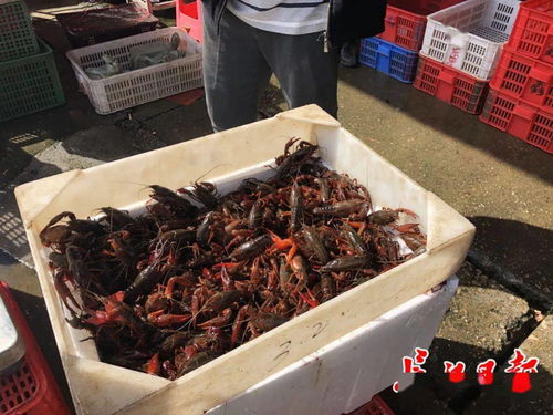 五一來武漢撮蝦子咯 白沙洲農(nóng)副產(chǎn)品大市場日批龍蝦100噸